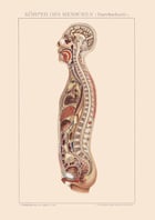Human Body Poster Human Body Poster