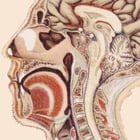 Human Body Poster Human Body Poster