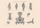 Human Ligaments Poster Human Ligaments Poster