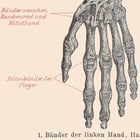 Human Ligaments Poster Human Ligaments Poster