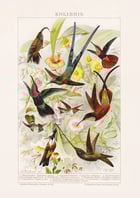 Humming-Birds Poster Humming-Birds Poster