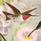 Humming-Birds Poster Humming-Birds Poster