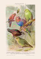 Parrots Poster Parrots Poster