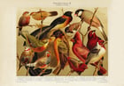 Room Birds Poster Room Birds Poster