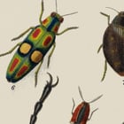 Insects Poster Insects Poster