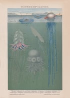 Swimming Polyps Poster Swimming Polyps Poster