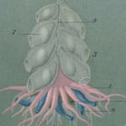 Swimming Polyps Poster Swimming Polyps Poster