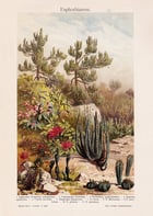Euphorbia Poster Euphorbia Poster