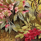 Euphorbia Poster Euphorbia Poster
