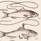 Fishing Poster Fishing Poster
