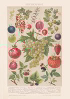 Berry Fruit Poster Berry Fruit Poster