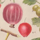 Berry Fruit Poster Berry Fruit Poster