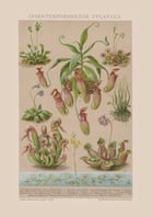 Carnivorous Plant Poster Carnivorous Plant Poster