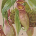 Carnivorous Plant Poster Carnivorous Plant Poster