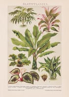 Leaf Plant Poster Leaf Plant Poster