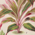 Leaf Plant Poster Leaf Plant Poster