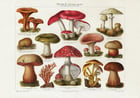 Mushrooms Poster Mushrooms Poster