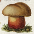Mushrooms Poster Mushrooms Poster