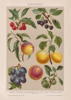 Stone Fruit Poster Stone Fruit Poster