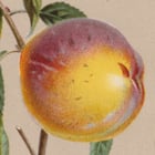 Stone Fruit Poster Stone Fruit Poster