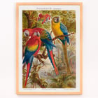 Parrots II Parrots II