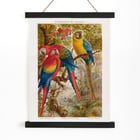 Parrots II Parrots II