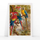 Parrots II Parrots II