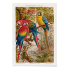 Parrots II Parrots II