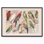 Parrots I Parrots I