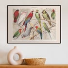 Parrots I Parrots I
