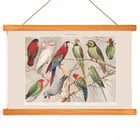 Parrots I Parrots I