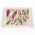 Parrots I Parrots I