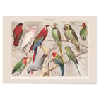 Parrots I Parrots I
