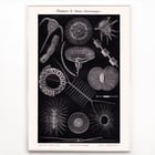 Plankton I Plankton I