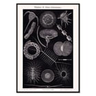 Plankton I Plankton I