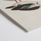 Illustration of a bird by Louis-Isidore Duperrey titled Voyage autour du monde Pl 155 Bird Poster with artwork titled Voyage autour du monde Pl.155 - Bird by Louis-Isidore Duperrey featuring a Sarcelle des Malais bird