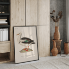 Illustration of a bird by Louis-Isidore Duperrey titled Voyage autour du monde Pl 155 Bird Poster with artwork titled Voyage autour du monde Pl.155 - Bird by Louis-Isidore Duperrey featuring a Sarcelle des Malais bird