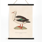 Illustration of a bird by Louis-Isidore Duperrey titled Voyage autour du monde Pl 155 Bird Poster with artwork titled Voyage autour du monde Pl.155 - Bird by Louis-Isidore Duperrey featuring a Sarcelle des Malais bird