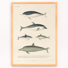Illustration of different dolphin species by Louis-Isidore Duperrey titled Voyage autour du monde Pl.112 - Dolphins Poster titled Voyage autour du monde Pl.112 Dolphins by Louis-Isidore Duperrey depicting various dolphin species.