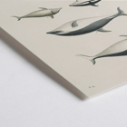 Illustration of different dolphin species by Louis-Isidore Duperrey titled Voyage autour du monde Pl.112 - Dolphins Poster titled Voyage autour du monde Pl.112 Dolphins by Louis-Isidore Duperrey depicting various dolphin species.