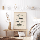 Illustration of different dolphin species by Louis-Isidore Duperrey titled Voyage autour du monde Pl.112 - Dolphins Poster titled Voyage autour du monde Pl.112 Dolphins by Louis-Isidore Duperrey depicting various dolphin species.