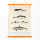 Illustration of different dolphin species by Louis-Isidore Duperrey titled Voyage autour du monde Pl.112 - Dolphins Poster titled Voyage autour du monde Pl.112 Dolphins by Louis-Isidore Duperrey depicting various dolphin species.