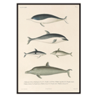 Illustration of different dolphin species by Louis-Isidore Duperrey titled Voyage autour du monde Pl.112 - Dolphins Poster titled Voyage autour du monde Pl.112 Dolphins by Louis-Isidore Duperrey depicting various dolphin species.