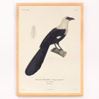 Illustration of a bird perched on a branch by Louis-Isidore Duperrey in Voyage autour du monde Pl.139 Bird Poster of a bird perched on a branch titled Voyage autour du monde Pl 139 Bird by Louis-Isidore Duperrey.