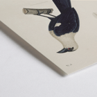 Illustration of a bird perched on a branch by Louis-Isidore Duperrey in Voyage autour du monde Pl.139 Bird Poster of a bird perched on a branch titled Voyage autour du monde Pl 139 Bird by Louis-Isidore Duperrey.