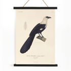 Illustration of a bird perched on a branch by Louis-Isidore Duperrey in Voyage autour du monde Pl.139 Bird Poster of a bird perched on a branch titled Voyage autour du monde Pl 139 Bird by Louis-Isidore Duperrey.