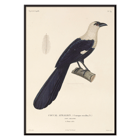 Illustration of a bird perched on a branch by Louis-Isidore Duperrey in Voyage autour du monde Pl.139 Bird Poster of a bird perched on a branch titled Voyage autour du monde Pl 139 Bird by Louis-Isidore Duperrey.