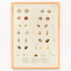 Illustration of sea shells from Voyage autour du monde by Louis-Isidore Duperrey Poster showcasing various sea shells from Voyage autour du monde Pl.058 Sea Shells by Louis-Isidore Duperrey
