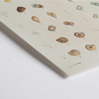 Illustration of sea shells from Voyage autour du monde by Louis-Isidore Duperrey Poster showcasing various sea shells from Voyage autour du monde Pl.058 Sea Shells by Louis-Isidore Duperrey