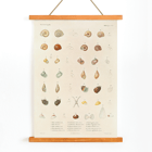 Illustration of sea shells from Voyage autour du monde by Louis-Isidore Duperrey Poster showcasing various sea shells from Voyage autour du monde Pl.058 Sea Shells by Louis-Isidore Duperrey